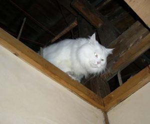 屋根裏　猫