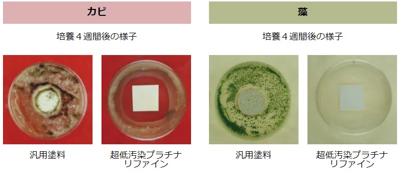 カビ、藻の培養4週間後の結果